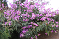 Lagerstroemia reginae